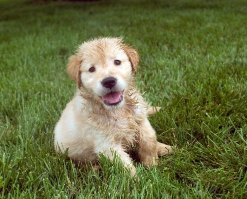 shot of a shaggy blonde puppy sitting in the grass