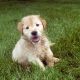 shot of a shaggy blonde puppy sitting in the grass