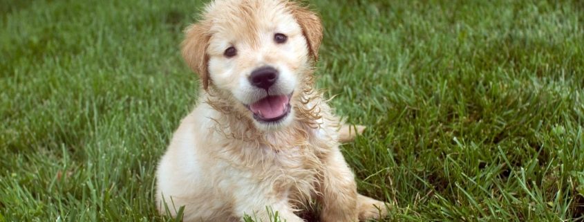 shot of a shaggy blonde puppy sitting in the grass