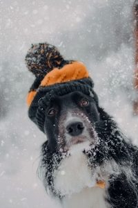 a long haired black dog with white markings wearing a knit hat with a pom pom sits in the snow