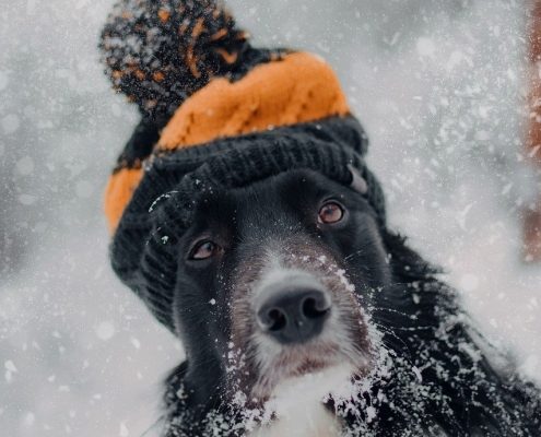 a long haired black dog with white markings wearing a knit hat with a pom pom sits in the snow