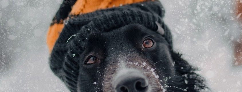 a long haired black dog with white markings wearing a knit hat with a pom pom sits in the snow