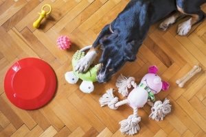 A black dog lays on the floor with hard and soft toys in front of him