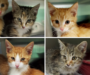 collage of four kittens, two grey tabby and two orange with white fur around their snouts