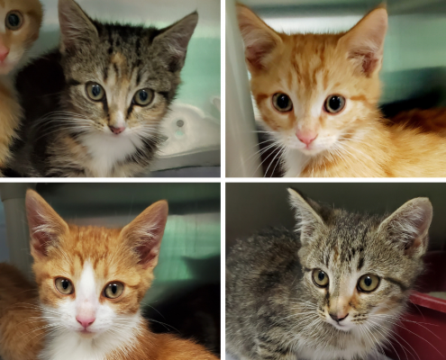 collage of four kittens, two grey tabby and two orange with white fur around their snouts