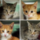 collage of four kittens, two grey tabby and two orange with white fur around their snouts