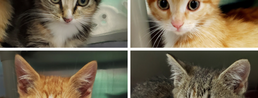 collage of four kittens, two grey tabby and two orange with white fur around their snouts