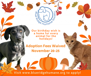 a flyer with fall leaves advertising free adoptions for thanksgiving