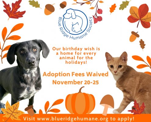 a flyer with fall leaves advertising free adoptions for thanksgiving