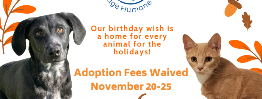 a flyer with fall leaves advertising free adoptions for thanksgiving