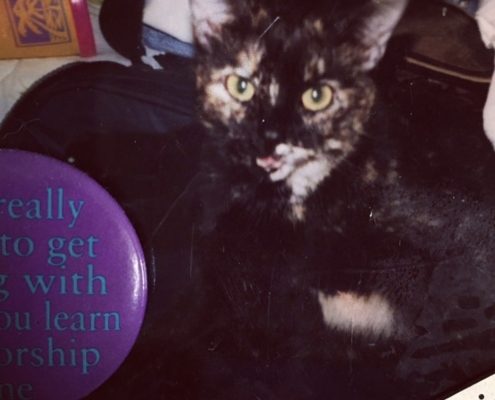 a scan of a photograph with a tortoiseshell cat