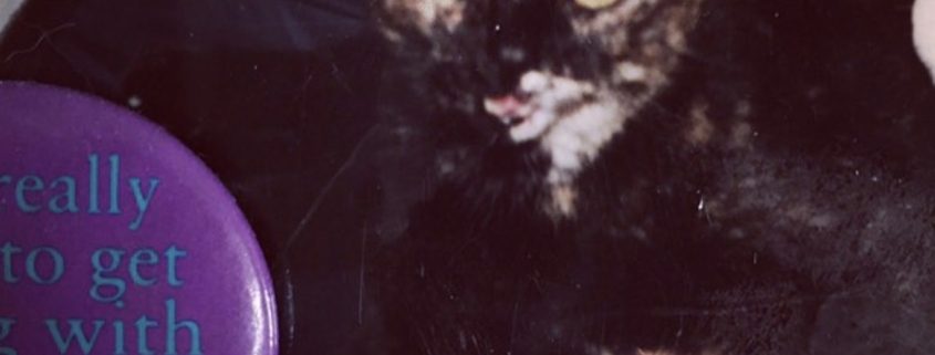 a scan of a photograph with a tortoiseshell cat