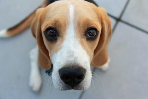 light tan and white hound looking puppy looks up at camera with a begging expression