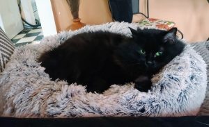 Black cat sits in a fluffy grey pillow