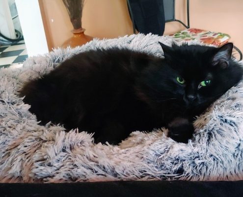 Black cat sits in a fluffy grey pillow