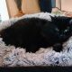 Black cat sits in a fluffy grey pillow