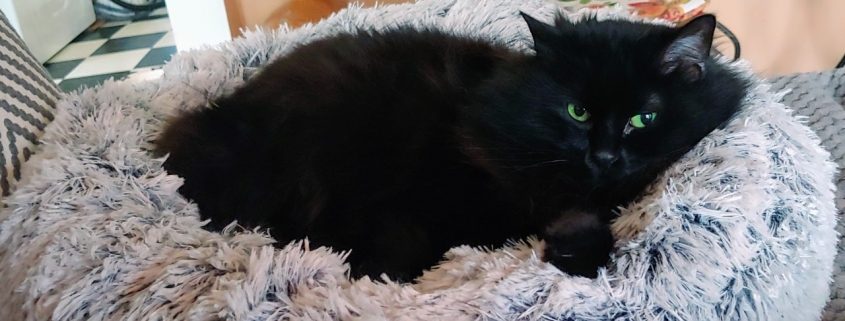 Black cat sits in a fluffy grey pillow