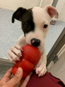 A white puppy with black spot over its right eye and ear stands up to grab a Kong with it's mouth