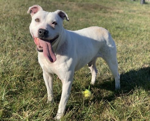 A whitedog with short ears stands in the field with his long pink tongue hanging out of the right right of his mouth