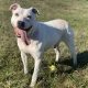 A whitedog with short ears stands in the field with his long pink tongue hanging out of the right right of his mouth