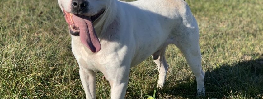 A whitedog with short ears stands in the field with his long pink tongue hanging out of the right right of his mouth