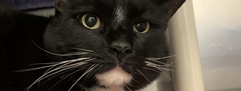 Meet Raven! - Blue Ridge Humane Society Featured Pet Meet Raven! Meet Raven! - Blue Ridge Humane Society Featured Pet Meet Raven!