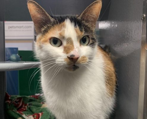 A white cat with calico markings