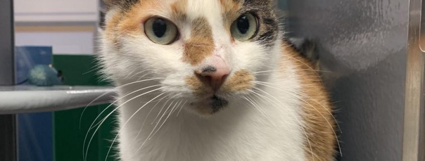 A white cat with calico markings