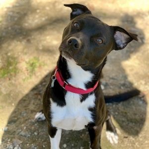 Black medium sized dog with white markings on her chest and chin sits on the ground looking up at a person behind the camera with her ears perked up