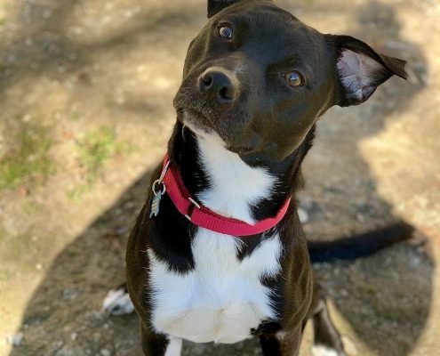 Black medium sized dog with white markings on her chest and chin sits on the ground looking up at a person behind the camera with her ears perked up