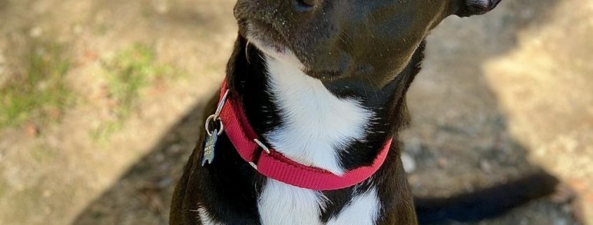 Black medium sized dog with white markings on her chest and chin sits on the ground looking up at a person behind the camera with her ears perked up