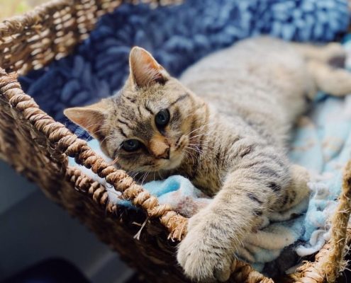 a grey kitten lays in a basket with a blue blanket