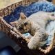 a grey kitten lays in a basket with a blue blanket