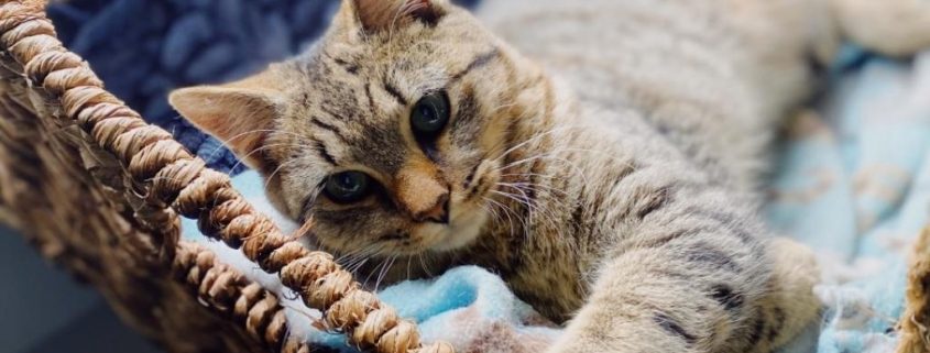 a grey kitten lays in a basket with a blue blanket