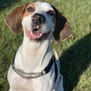 a medium sized white dog with large floppy brown ears and a brown spot on his right eye sits with a happy expression on a grassy background