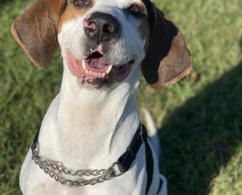 a medium sized white dog with large floppy brown ears and a brown spot on his right eye sits with a happy expression on a grassy background