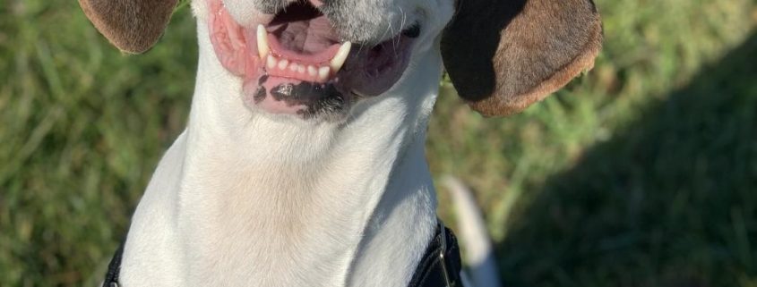 a medium sized white dog with large floppy brown ears and a brown spot on his right eye sits with a happy expression on a grassy background