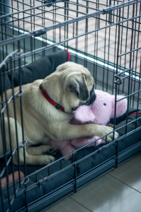 a small light brown puppy lays in a crate with the door open