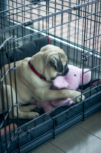 a light brown puppy sits in a crate with a pink stuffed animal toy