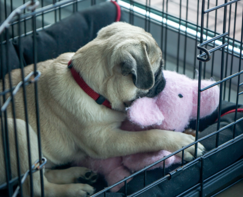 a small light brown puppy lays in a crate with the door open