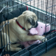 a small light brown puppy lays in a crate with the door open