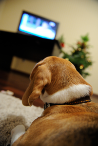 view of a dog from behind as they lay on a couch watching the blurry tv in the background of the image