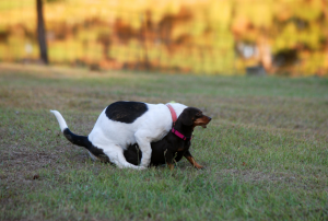 A white dog with black spots humps a smaller dark brown dog outside in a grassy area