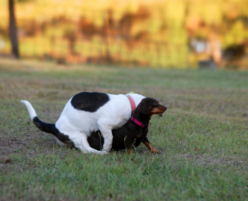 A white dog with black spots humps a smaller dark brown dog outside in a grassy area