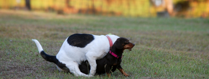 A white dog with black spots humps a smaller dark brown dog outside in a grassy area