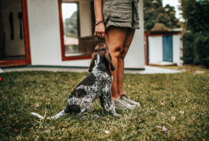 A brown and black spotted dog sits looking up at an unidentified standing person