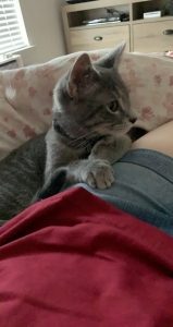 Grey cat lays on a person's leg