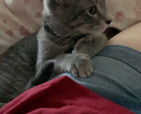 Grey cat lays on a person's leg