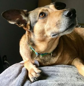 Light brown dog with darker markings towards her eyes and ears lays on a grey blanket