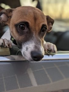 A small brown dog with white nozzle and markings looks over the end of rolloed down car door window